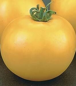 Lemon Boy – Tomato