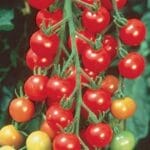 Sweet 100 -Cherry Tomato