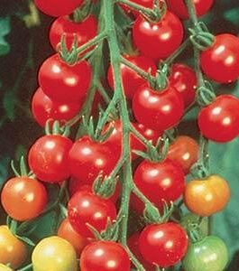 Sweet 100 -Cherry Tomato