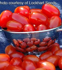 Grape – Grape sized Cherry Tomato