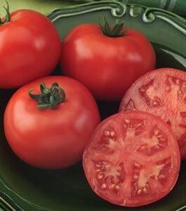 Champion – Tomato