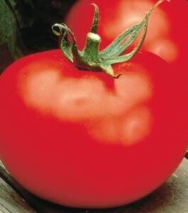 Better Boy – Tomato