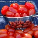 Grape - Tomato