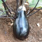 Eggplant - Black Beauty