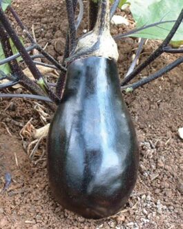 Eggplant – Black Beauty