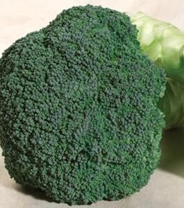 Broccoli