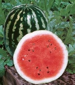 Watermelon – Crimson Sweet