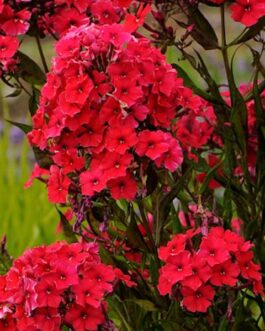 Phlox Upright Red