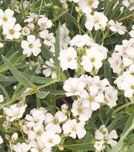 Creeping Baby’s Breathe