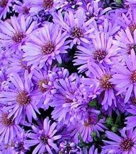 Bush Aster – Woods Purple