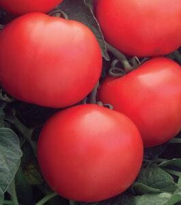 Super Bush – Tomato