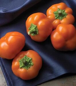 Orange Sweet Bell Pepper