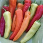Hungarian Hot Wax