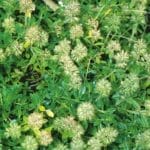 English Thyme