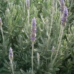 French Lavender