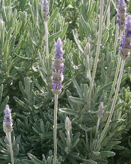 French Lavender