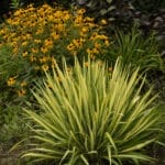 Yucca Filamentosa