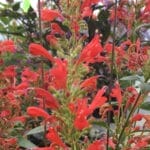 Agastache- Red