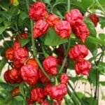 Armageddon Chili Pepper