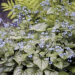 Brunnera- jack frost