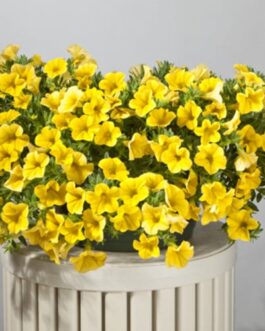 Calibrachoa – (Proven Winner Superbell) – Yellow
