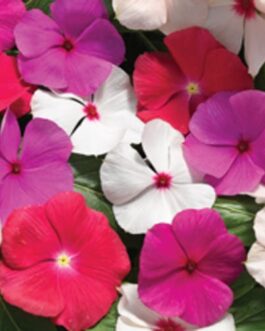 Periwinkle – Cora Cascade