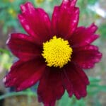 Coreopsis-Red Shift