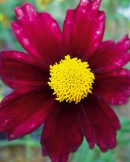 Coreopsis-Red Shift