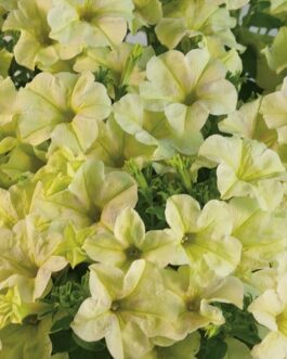 Mounding Petunia – Bitter Lemon
