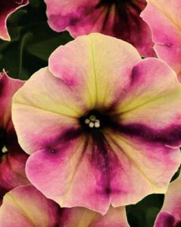 Mounding Petunia – Blackberry Cheesecake