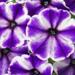 Mounding Petunia - Blue Ice