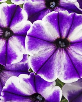 Mounding Petunia – Blue Ice