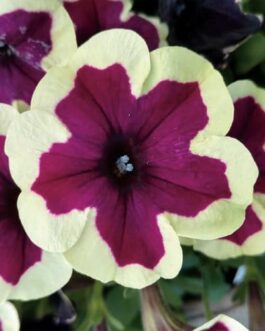 Mounding Petunia- French Kiss
