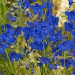 Delphinium- Summer Knights