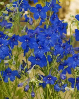 Delphinium- Summer Knights