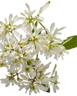 Euphorbia Diamond Snow