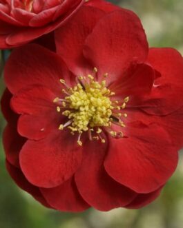 Purslane – Double Scarlet