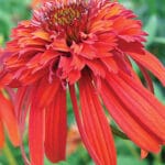 Echinacea- Hot Papaya