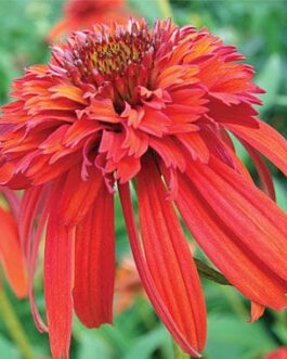 Echinacea- Hot Papaya