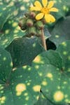 Farfugium Aureomaculata