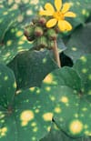 Farfugium Aureomaculata