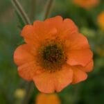 Geum Totally Tangerine