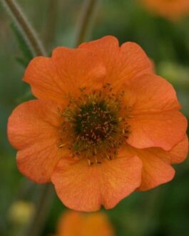 Geum Totally Tangerine