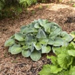 Hosta- Mouse Ears
