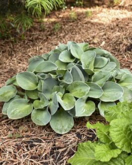 Hosta- Mouse Ears