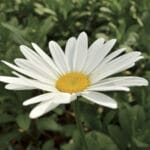 Leucanthemum Betsy