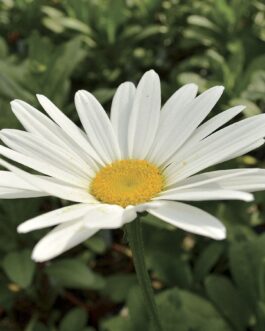 Leucanthemum Betsy