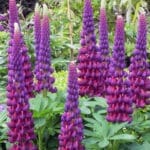Lupine- West Country