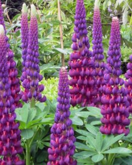 Lupine- West Country