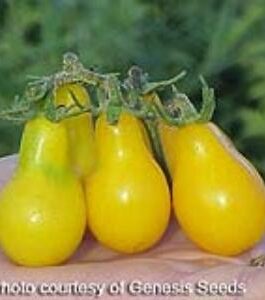 Yellow Pear Tomato